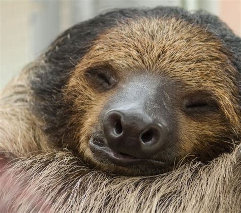 Sleeping Sloth Animal Preguiça Animais Dormindo Signos Do Zodíaco