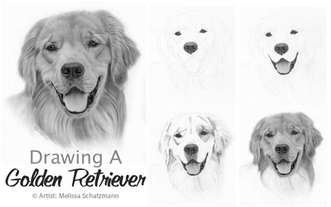 Drawing Lesson How To Draw A Golden Retriever