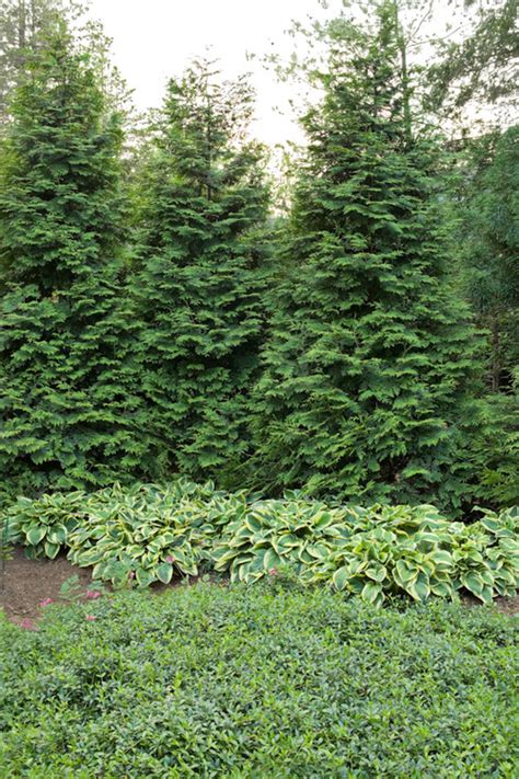 Cascading landscapes achieve this in a discreet yet picturesque way. Best Trees for Privacy, Shade, and More You'll Adore