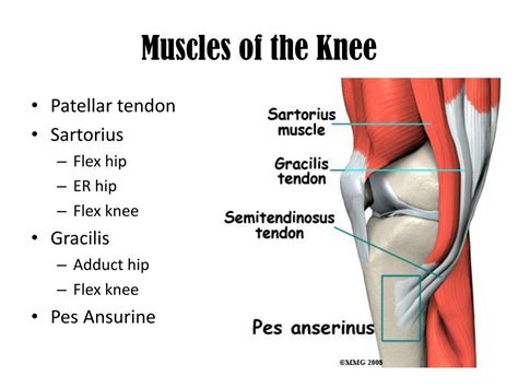 Knee Extensor Muscle