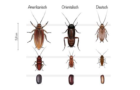 Allerdings gibt es hausmittel, mit denen sie die schädlinge bekämpfen können. Kakerlake » Merkmale, Arten, Lebensweise und ...