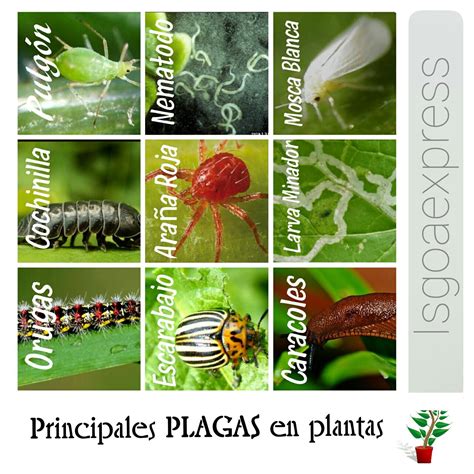 Principales Plagas En Plantas En Cantabria
