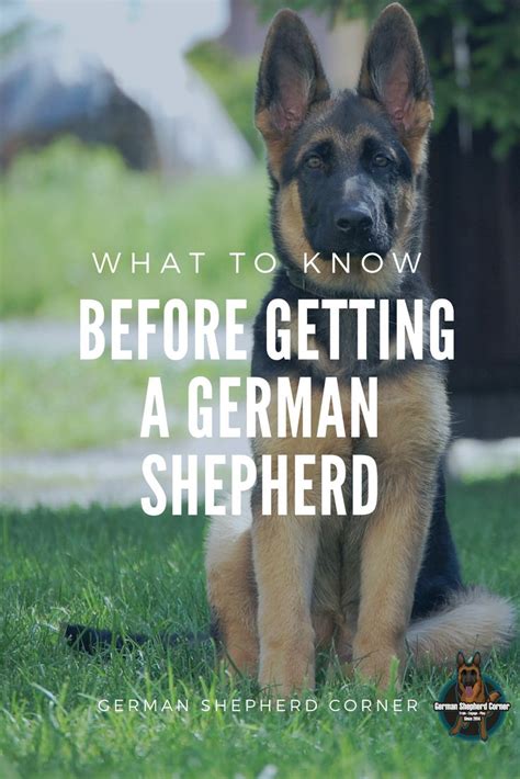 Pin On Fun And Facts About German Shepherds