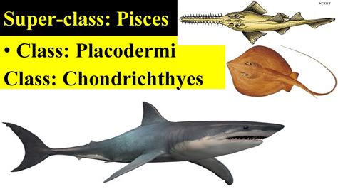 Pisces Placodermi Chondrichthyes Chondrichthyes Fishes