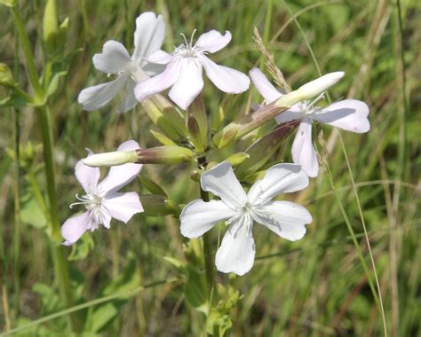 Common Soapwort Plants Of Cheyenne Mountain State Park · Inaturalist