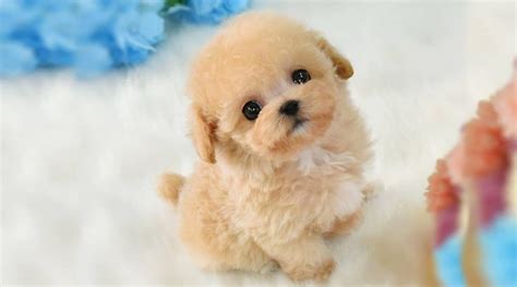 Anjing sehat, lincah, nafsu makan bagus, bulu tebal, muka pesek teddy bear, tulang besar, kwalitas show. Anjing Pudel - Harga, Jenis, Cara Merawat, Makanan