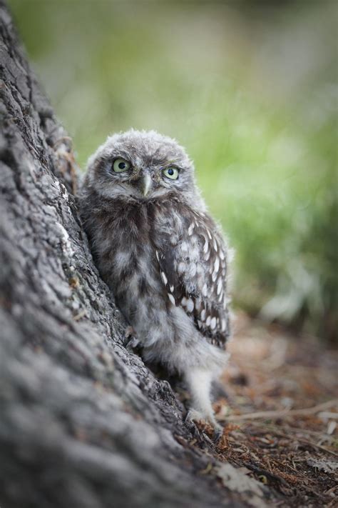 Little Owl Ruru Nohinohi New Zealand Birds Online