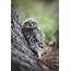 Little Owl  New Zealand Birds Online