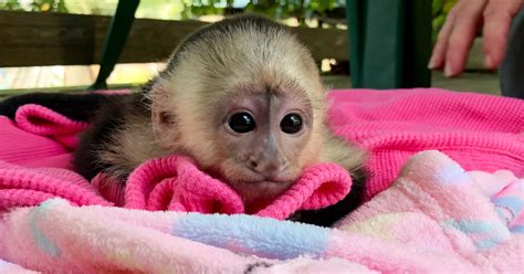 Baby Zoo Animals Born Spring 2018