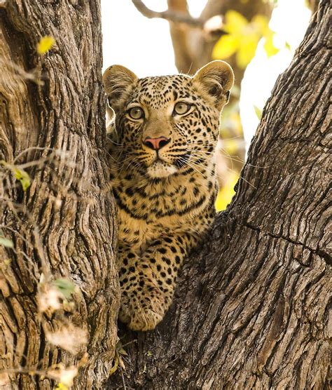 Leopard Tree Smithsonian Photo Contest Smithsonian Magazine