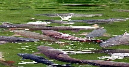 Ingin tahu cerita legenda ikan sakti sungai janiah yang berasal dari sumatera barat? OBJEK WISATA IKAN SAKTI SUNGAI JANIAH KABUPATEN AGAM SUMATERA BARAT (SUMBAR) - PROMO-JITU.COM