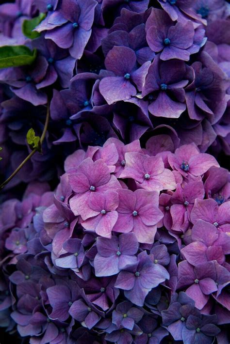 Pin By Fh On Lady Flower Hydrangea Purple Beautiful Flowers Flowers