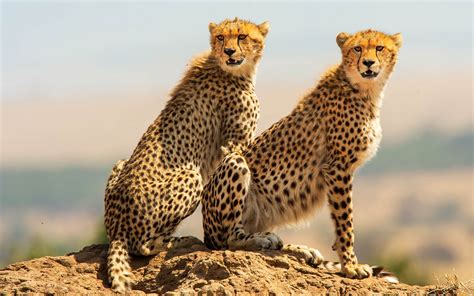 Cheetah 4k Ultra Hd Wallpaper Background Image 3840x2400 Id