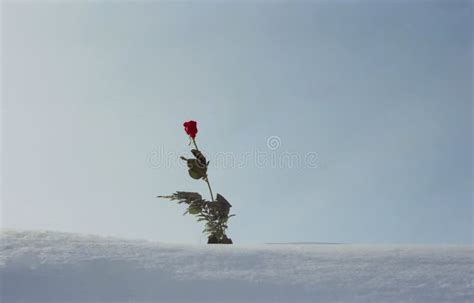 Red Rose In Snow Stock Photo Image Of Valentine Love 17325322