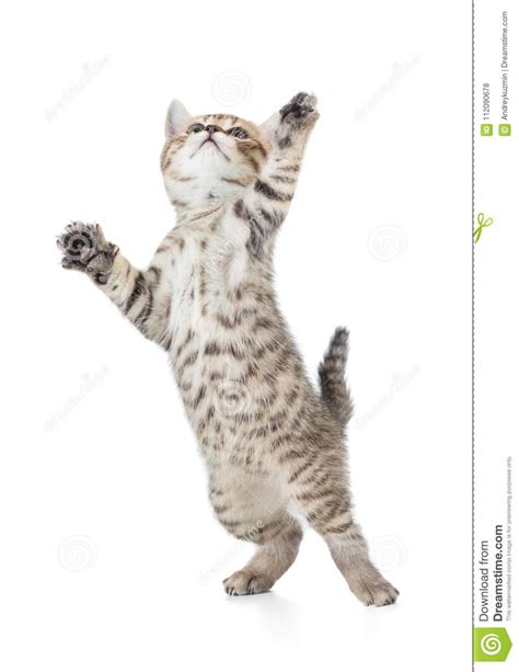 Funny Cat Jump In Motion Isolated Stock Photo Image Of