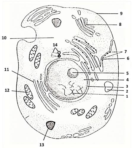 We did not find results for: Which Of The Following Organelles Is Not Surrounded By A ...