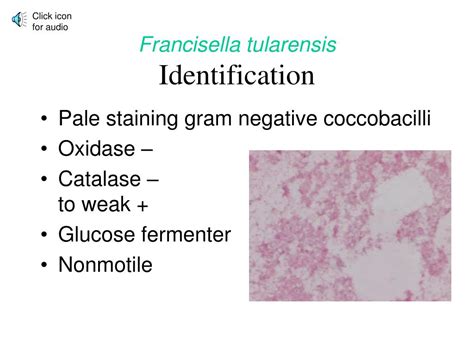 Ppt Fastidious Gram Negative Rods Respiratory Culture Unit Powerpoint