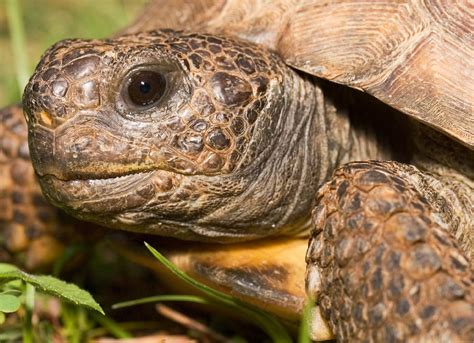 Three Things You Need To Know About Tortoise Food Reptiles Magazine
