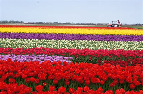 Field Of Tulips Wallpaper Wallpapersafari