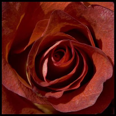 Red Rose Rose Pantone Color Cinnamon Color