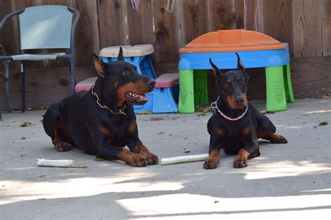 Use petfinder to find adoptable pets in your area. 30 Fresh Doberman Pinscher Puppies For Sale Near Me ...