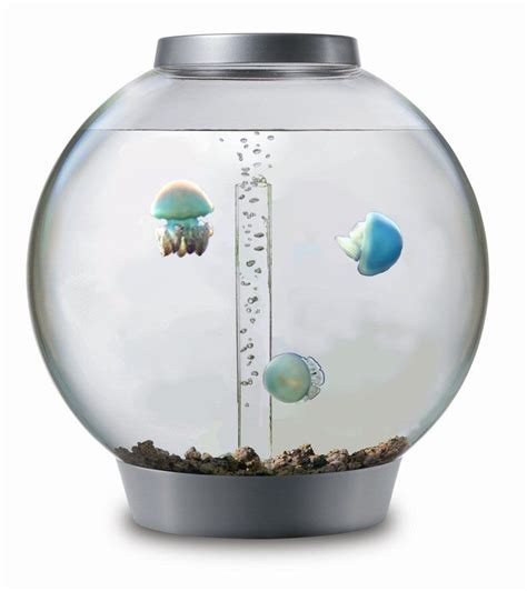 How To Start A Jellyfish Tank Jellyfish Tank Jellyfish Aquarium