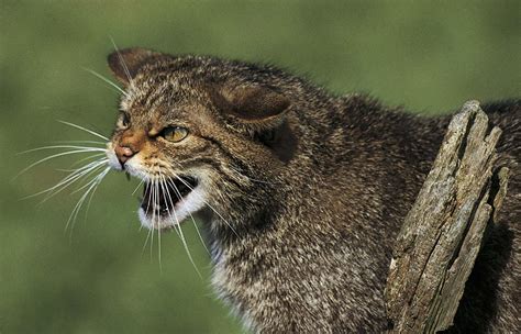 Fact File Everything You Need To Know About The Scottish Wildcat The