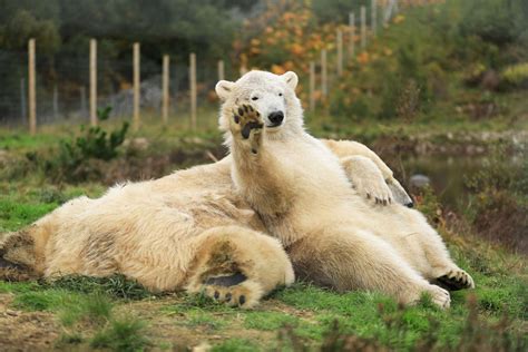 Hamish The Polar Bear Waves His Highland Wildlife Park Home Goodbye