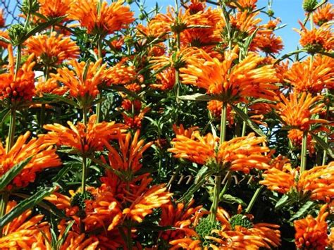 Lions Ear Leonotis Nepetifolia Aka Devils Pincushion Seeds