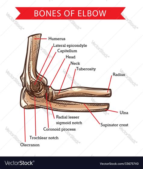 Human Anatomy Elbow Bones Sketch Royalty Free Vector Image