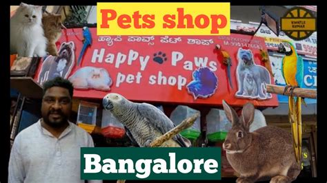 Pets Shops In Bangalore Happy Paws Pets Market In Bangalore Pets