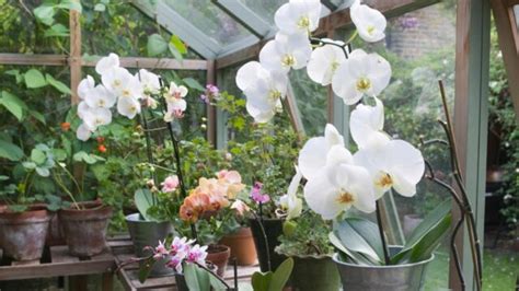 How To Build An Orchid Greenhouse In 6 Easy Steps