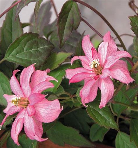 Clematis heracleifolia 'pink dwarf' / großblättrige waldrebe 'pink dwarf' botanisch. Pin on Clematis