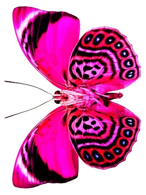 Best Butterflies Images On Pinterest Butterflies Insects