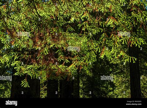 Giant Redwoods Foliage Jedediah Smith State Park California Usa