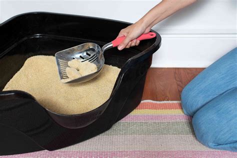 How To Keep Your Cat S Litter Box Clean