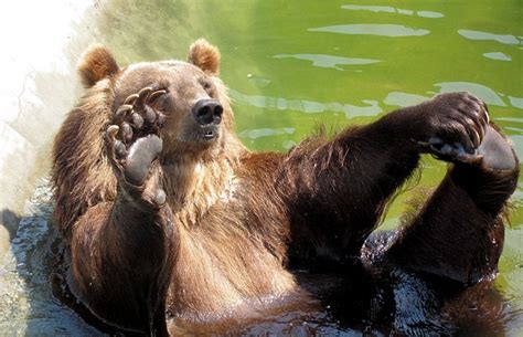 Умора медведь попытался снять номер в американском мотеле ВИДЕО