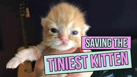 What To Do With Abandoned Newborn Kittens Newborn Kittens