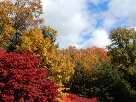 Colorful Autumn Foliage Against Cloudy Blue Sky Stock Image Image Of