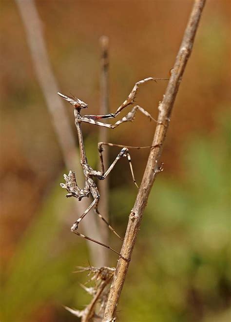 9 Of The Most Absurd Looking Mantis Species Praying Mantis Bugs And