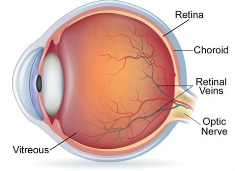 Retinal Disease The Eye Mds