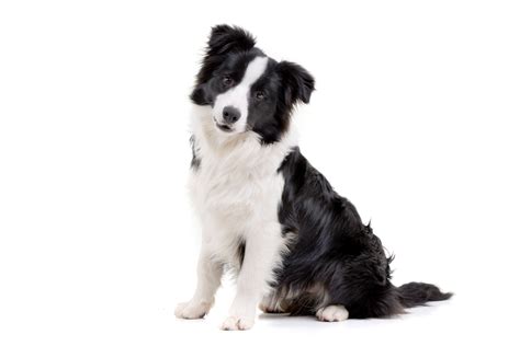 101 Best Black And White Dog Names For Your Two Tone Pup