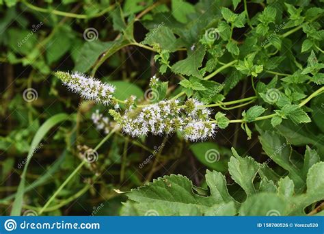 Japanese Peppermint Flowers Stock Photo Image Of Herb Kanagawa