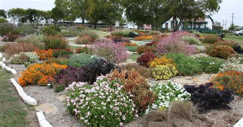 Master Gardeners Picks Are North Texas Hardy Texas Landscaping