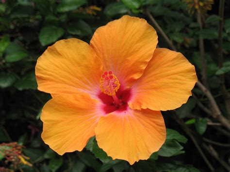 Orange Hibiscus Free Photo Download Freeimages
