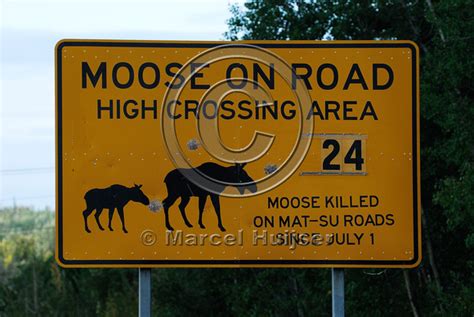 Marcel Huijser Photography Wildlife Warning Signs Moose Warning