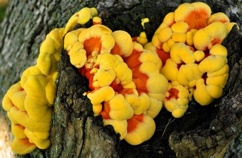 Fall Mushrooms Iowa Wildlife Blog