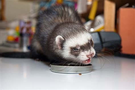 Does Ferret Eat Cat Food Cat Meme Stock Pictures And Photos