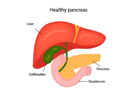 Pancreas Digestive System