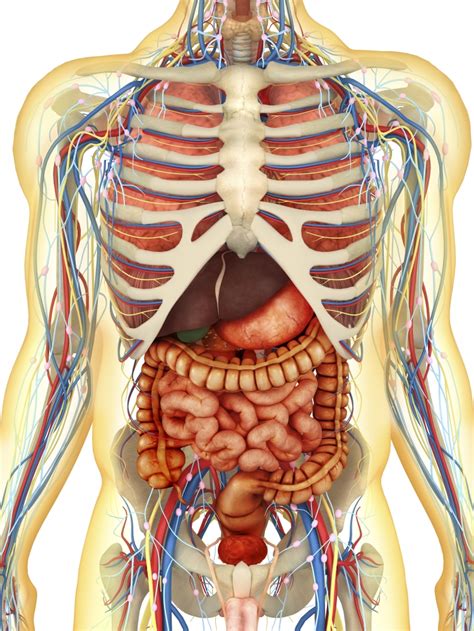 Anatomy of upper torso muscles. Transparent human body with internal organs nervous system lymphatic system and circulatory ...